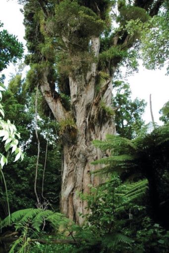 ratamarumaru-ratatree