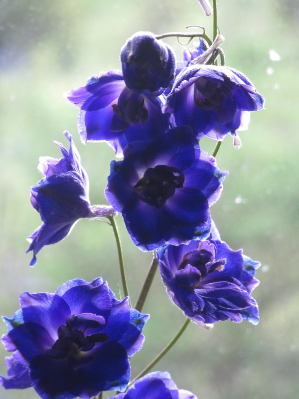 ratamarumaru_flowers